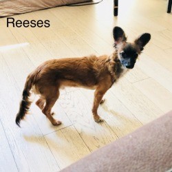 Is My Dog a Chihuahua? lanky small dog with large rounded ears