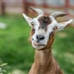 Goat in a field.