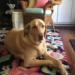 What Breed Is My Dog?