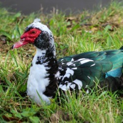 Muscovy Ducks in grass.