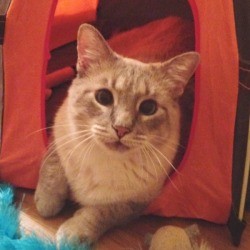 Ziggy (Siamese Mix) - Ziggy in a tent