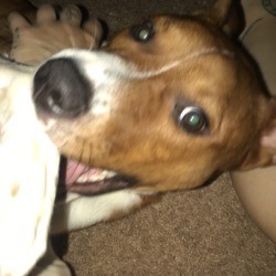 House Training 9 Month Old Puppy