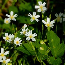 Flowering Chickweed