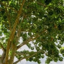 Photo taken from under a tree looking up.