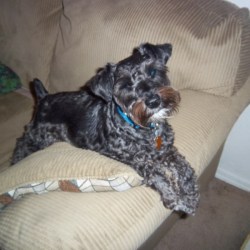 Ace (Miniature Schnauzer) - Ace the couch