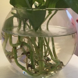 Scum Forming on Water Line in Plant Container - scum on glass at water line