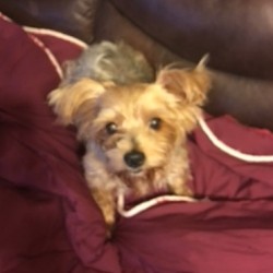 Cookie (Yorkshire Terrier)
