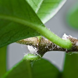 Mealybugs on a plant.