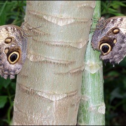 Elephant in the Garden - butterflies on tree trunks that resemble an elephant