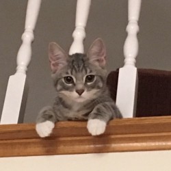 Starr Jennyanydots (Tabby)