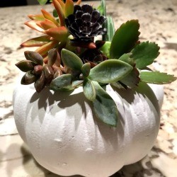 Succulent Pumpkin Planter - ready to display or gift
