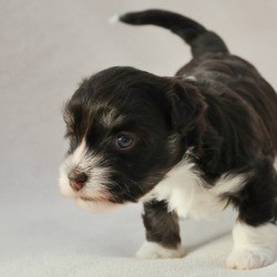 4 Week Old Puppy