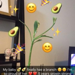 Potted Avocado Tree Losing Leaves and Turning Black - healthy plant