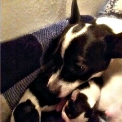 Is My Chihuahua Full Blooded?