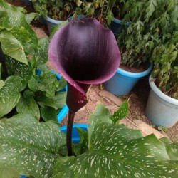 Identifying the Variety of a Calla Lily - deep purple calla