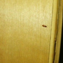 Identifying a Bug Found in the Shower - small brown bug