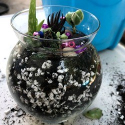 Kid Friendly Succulent Terrarium - glass terrarium with beads added