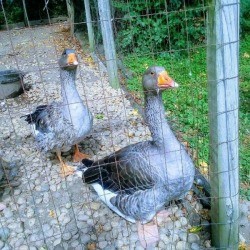 Buckley Homestead Geese - gray geese in a pen