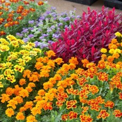 Flowering plants at a nursery.