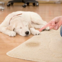 Dog sleeping while person points at dog Pee on rug.