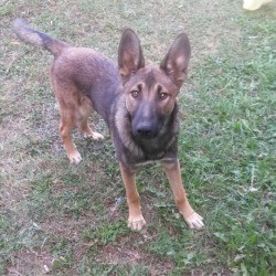 Is My Dog a Purebred Malinois? - dog in the yard