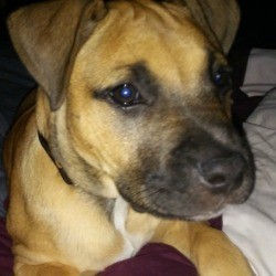 What Breed Is My Dog Mixed With? - light brown dog with dark ears and muzzle