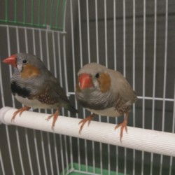 Distinguishing Between Male and Female Zebra Finches - birds on a perch in their cage