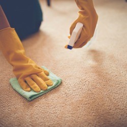Person spraying a carpet stain.