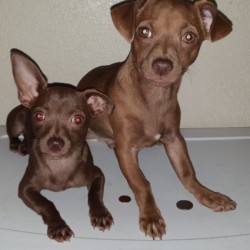 What Breed Is My Dog? - puppies now