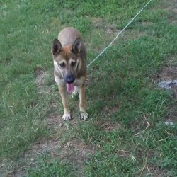 What Breed Is My Dog? - Shepherd looking dog with short hair all over