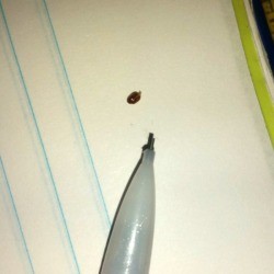 Identifying Little Brown Flying Bugs - small oval bug