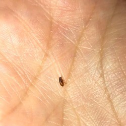 Identifying a Bug Found on a Dog