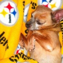 Ash (Chihuahua)