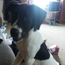 What Breed Is My Dog? - black and white puppy