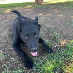 What Breed Is My Dog? - black dog