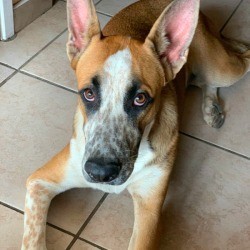 What Breed Is My Dog?