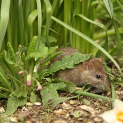 Rat in a garden bed.