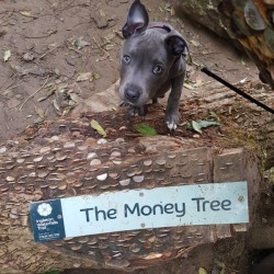 Puppy Peeing Where She Sleeps - gray puppy