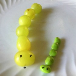 Grape and Edamame Caterpillars - one of each type of caterpillar