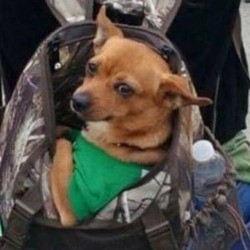 Chevy (Chihuahua/Jack Russell) - in a backpack