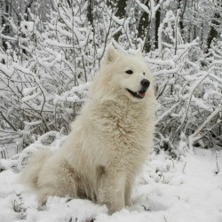 Breed Information: American Eskimo Dog - white dog in the snow