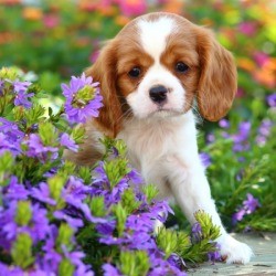 Puppy in a flower bed.