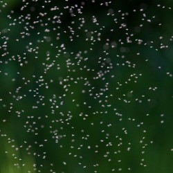 Swarm of little flying bugs outdoors.