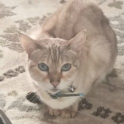 What Breed Is My Cat? blue eyed tan tabby coated cat