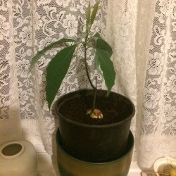 Avocado Growing at an Angle After Pruning - side shoot