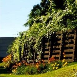 Cascade of Vines - vines cascading over a retaining wall with orange and yellow flowers below