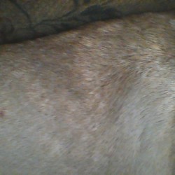 Treating a Skin Rash on a English Mastiff - small bumps