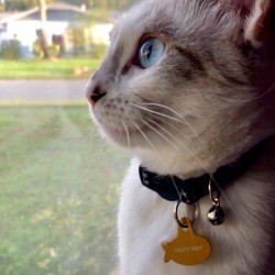 What Breed Is My Kitten?
