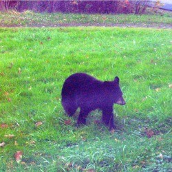 Yearling Bear Sightings - young black bear in the grass