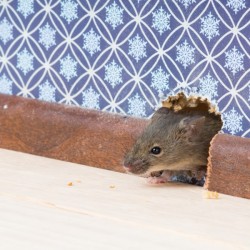 A mouse getting through a hole in a wall.